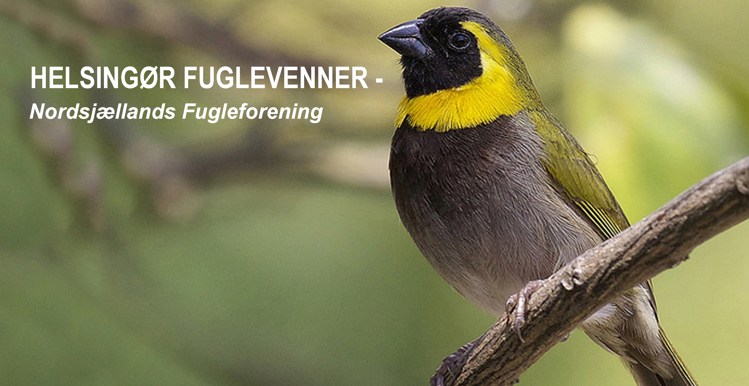 HELSINGØR FUGLEVENNER - Nordsjællands Fugleforening